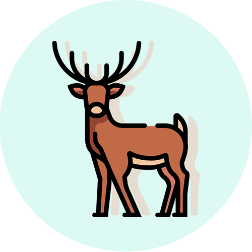 deer