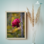 A vibrant red rose blooms on a branch amidst the serene backdrop of a wooded area.